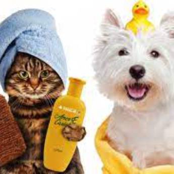 Comprar o produto de Banho e Tosa em Pet Shop em Aracaju, SE por Solutudo