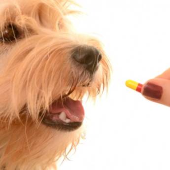 Comprar o produto de Medicamentos em Pet Shop em Aracaju, SE por Solutudo