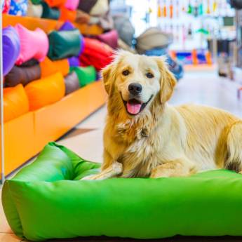 Comprar o produto de Pet Shop em Pet Shop em Aracaju, SE por Solutudo
