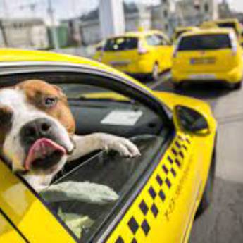 Comprar produto Taxi Dog em Pet Shop pela empresa Unipet Clínica Veterinária e Pet Shop em Aracaju, SE