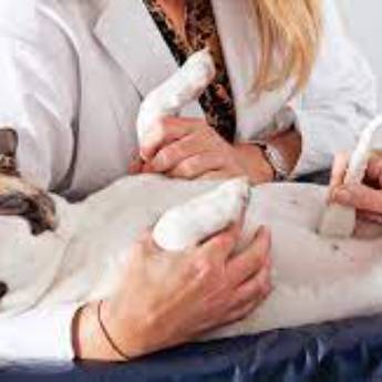 Comprar produto Ultrassonografia em Pet Shop pela empresa Unipet Clínica Veterinária e Pet Shop em Aracaju, SE