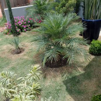 Comprar o produto de Manutenção Jardim em Jardinagem em Botucatu, SP por Solutudo Comprar o produto de Manutenção Jardim em Jardinagem em Botucatu, SP por Solutudo