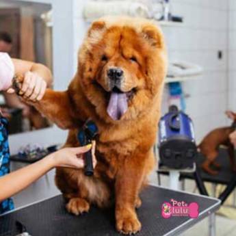 Comprar o produto de Tosa Porte Grande em Pet Shop em Mineiros, GO por Solutudo