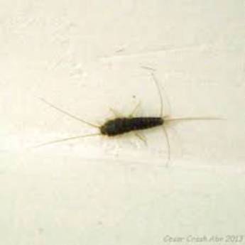 Comprar o produto de Controle de Traças em Dedetização em Bom Jesus da Lapa, BA por Solutudo