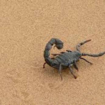 Comprar o produto de Controle de Escorpiões em Dedetização em Bom Jesus da Lapa, BA por Solutudo