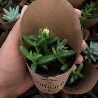 Comprar o produto de Suculentas em Floriculturas em Botucatu, SP por Solutudo