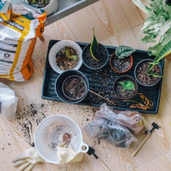 Comprar o produto de Dedetização Contra Pragas do Jardim em Jardinagem em Barreirinhas, MA por Solutudo