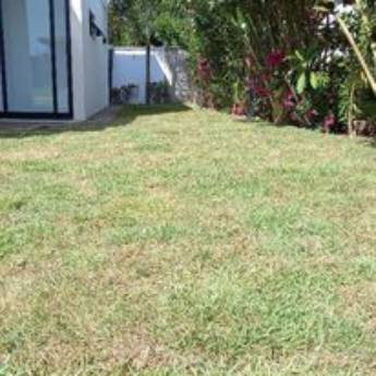 Comprar o produto de Plantio de Grama em Jardinagem em Barreirinhas, MA por Solutudo