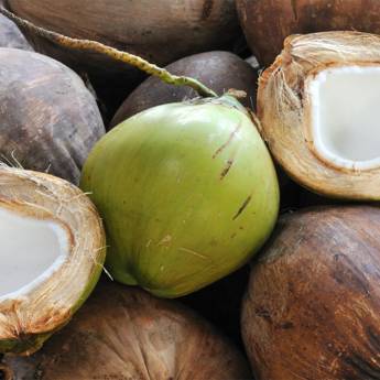 Comprar o produto de Coco em Frutarias em Mineiros, GO por Solutudo