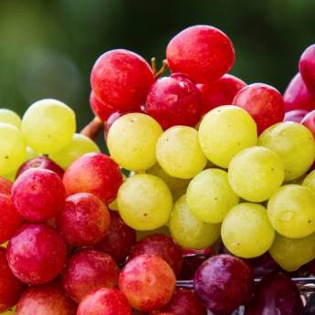 Comprar o produto de Uva em Frutarias em Mineiros, GO por Solutudo