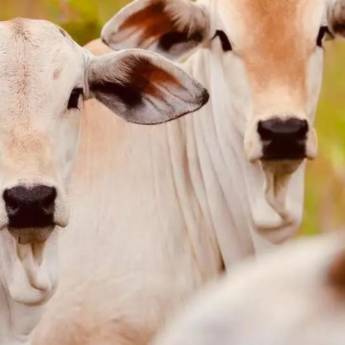Comprar o produto de Compra e Venda de Bezerros em Indústria Agropecuária em Goiânia, GO por Solutudo
