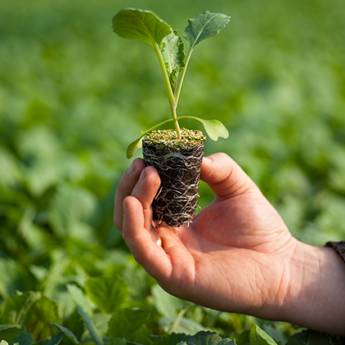 Comprar o produto de Mudas em Mudas em Goiânia, GO por Solutudo