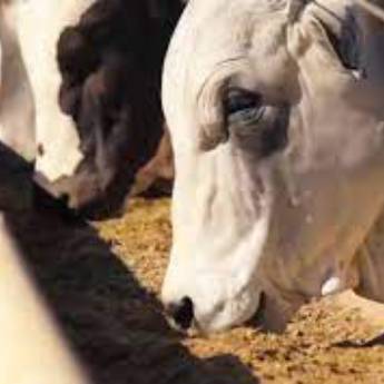 Comprar o produto de Ração em Casas de Ração em Goiânia, GO por Solutudo