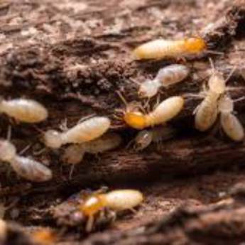 Comprar o produto de Descupinização em Dedetização em Bom Jesus da Lapa, BA por Solutudo