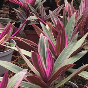 Comprar o produto de Flores e Folhagens em Americana  em Decoração - Objeto para Decoração em Americana, SP por Solutudo