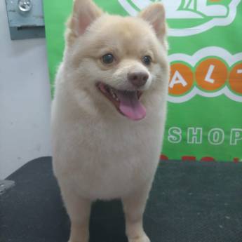 Comprar produto Tosa em cachorro em Pet Shop pela empresa Peralta Pet Shop em Lençóis Paulista, SP