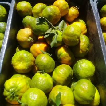 Comprar o produto de Tangerina em Frutarias em Campinas, SP por Solutudo