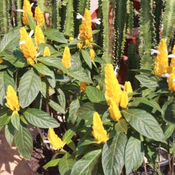 Comprar o produto de Camarão  em A Classificar em Botucatu, SP por Solutudo