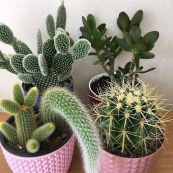 Comprar o produto de Suculentas em Floriculturas em Embu das Artes, SP por Solutudo