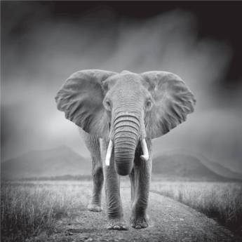 Comprar o produto de Fine Art em Gráficas e Impressão em Barueri, SP por Solutudo