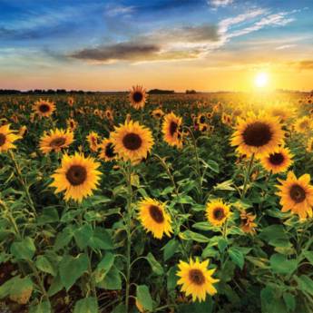 Comprar o produto de Obras de Artes Digital em Gráficas e Impressão em Barueri, SP por Solutudo