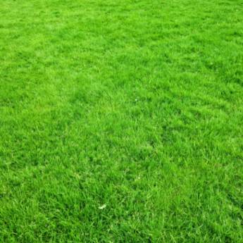 Comprar o produto de Gramados Naturais em Grama em Ninho Verde II Eco Residence, SP por Solutudo