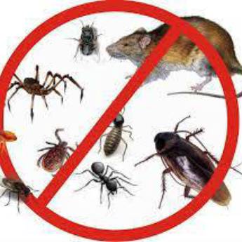 Comprar o produto de Desratização em Dedetização em Ribeirão das Neves, MG por Solutudo