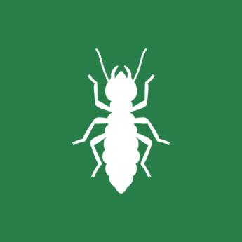 Comprar o produto de Descupinização em Dedetização em Jundiaí, SP por Solutudo