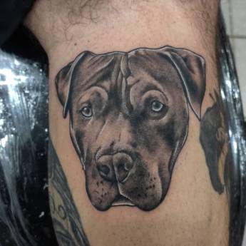 Comprar o produto de Tatuagem de Cachorro em Tatuagens e Body Piercing em Avaré, SP por Solutudo