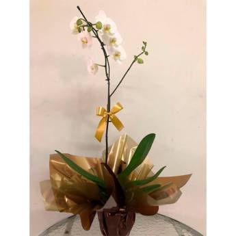 Comprar o produto de Orquídea Embalada em Floriculturas em Jundiaí, SP por Solutudo