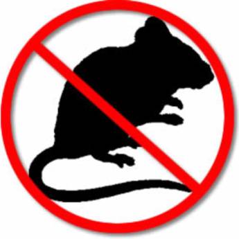 Comprar o produto de Desratização em Dedetização em Capivari, SP por Solutudo