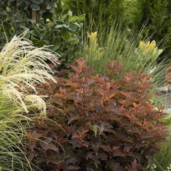 Comprar o produto de Plantio de mudas em Mudas em Salto de Pirapora, SP por Solutudo