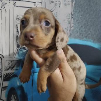 Comprar o produto de Vendas de Filhote - Seu Novo Companheiro Espera por Você - Itanhaém/SP em Cachorros de Raça em Itanhaém, SP por Solutudo