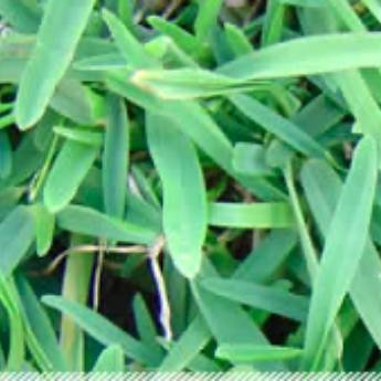 Comprar o produto de Gramas e Gramados em Grama em São Paulo, SP por Solutudo