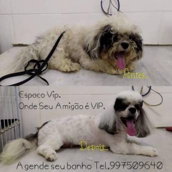 Comprar o produto de Banho e Tosa - Higiene e Beleza para Seu Pet - Itanhaém/SP em Banho e Tosa em Itanhaém, SP por Solutudo
