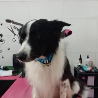 Comprar o produto de Traga seu Pet na Tia Ângela!  em Banho e Tosa em Bauru, SP por Solutudo