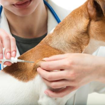Comprar o produto de Vacinação para Cães em Banho e Tosa em Boituva, SP por Solutudo