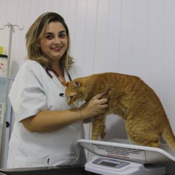 Comprar o produto de Vacinação de Gatos em Clínicas Veterinárias em São José do Rio Preto, SP por Solutudo