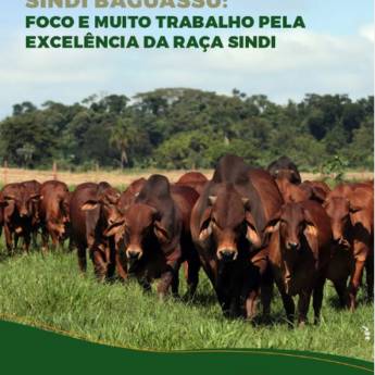 Comprar o produto de Sindi Baguassu em Indústria Agropecuária em Piracicaba, SP por Solutudo