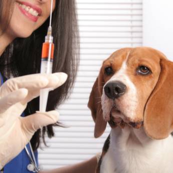 Comprar o produto de Vacinação em cães em Veterinário em São Manuel, SP por Solutudo