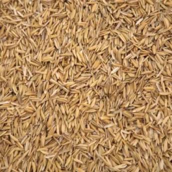 Comprar o produto de Casca de arroz em Produtos Agrícolas em Marília, SP por Solutudo