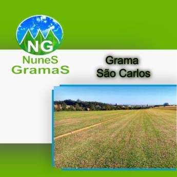 Comprar produto Grama São Carlos! em Grameiras pela empresa Nunes Gramas em Itapetininga, SP