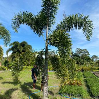 Comprar o produto de Palmeiras para Jardim - Beleza e Elegância em Senhor do Bonfim/BA em Jardinagem em Senhor do Bonfim, BA por Solutudo