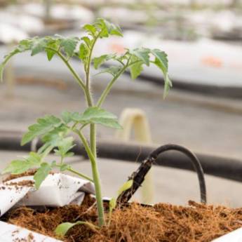 Comprar o produto de Substrato para floricultura em Indústria Agrícola em Lençóis Paulista, SP por Solutudo