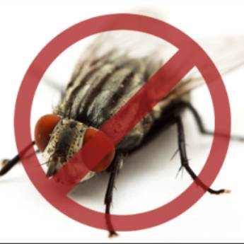 Comprar o produto de Controle de Moscas em Dedetizadoras em São Caetano do Sul, SP por Solutudo