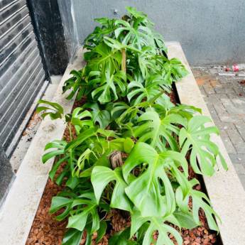 Comprar o produto de Costela de Adão em Paisagismo Comercial em São Paulo, SP por Solutudo