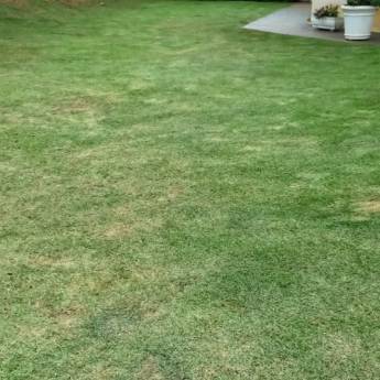 Comprar o produto de Grama  em Jardinagem em Botucatu, SP por Solutudo Comprar o produto de Grama  em Jardinagem em Botucatu, SP por Solutudo