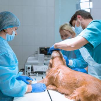 Comprar o produto de Cirurgia Veterinária para Cães e Gatos em Veterinário em Araucária, PR por Solutudo