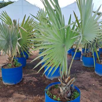 Comprar o produto de Venda de Palmeira em Jardinagem em Botucatu, SP por Solutudo Comprar o produto de Venda de Palmeira em Jardinagem em Botucatu, SP por Solutudo