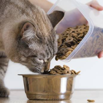 Comprar o produto de Alimentos para Gatos em Gatos pela empresa FarVet Farmácia Veterinária Atibaia em Atibaia, SP por Solutudo